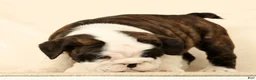 English Bulldog dogs for sale: Aurelia - Ad 3