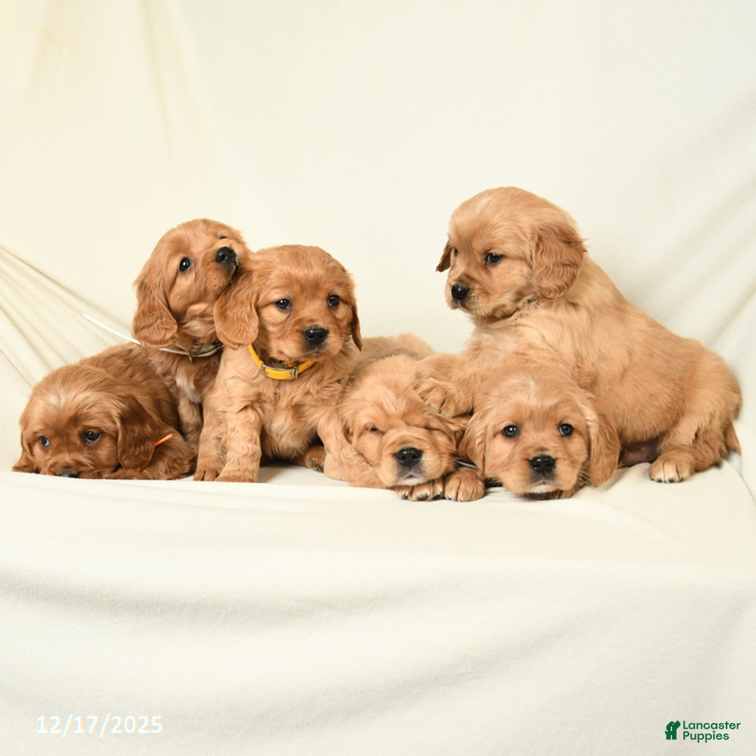 Miniature Golden Retriever dogs for sale: Bubbles - Ad 3