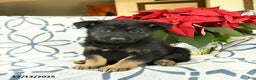 German Shepherd dogs for sale: Jingle  - Ad 1