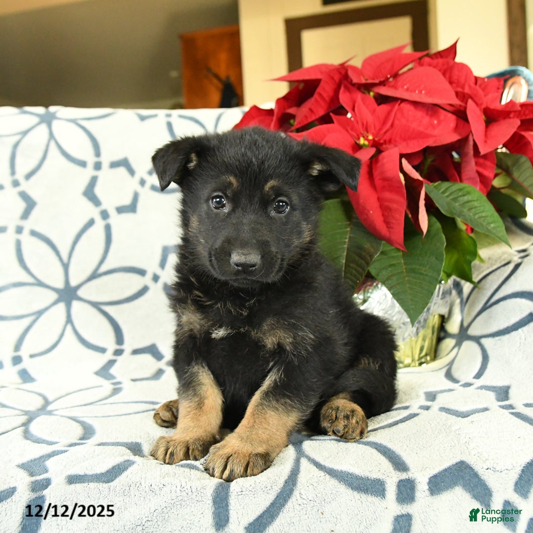 German Shepherd dogs for sale: Jingle  - Ad 1