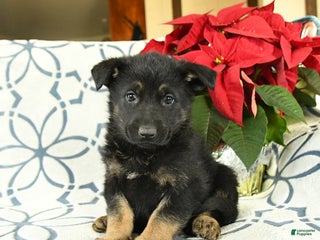 German Shepherd dogs Jingle - Ad 28