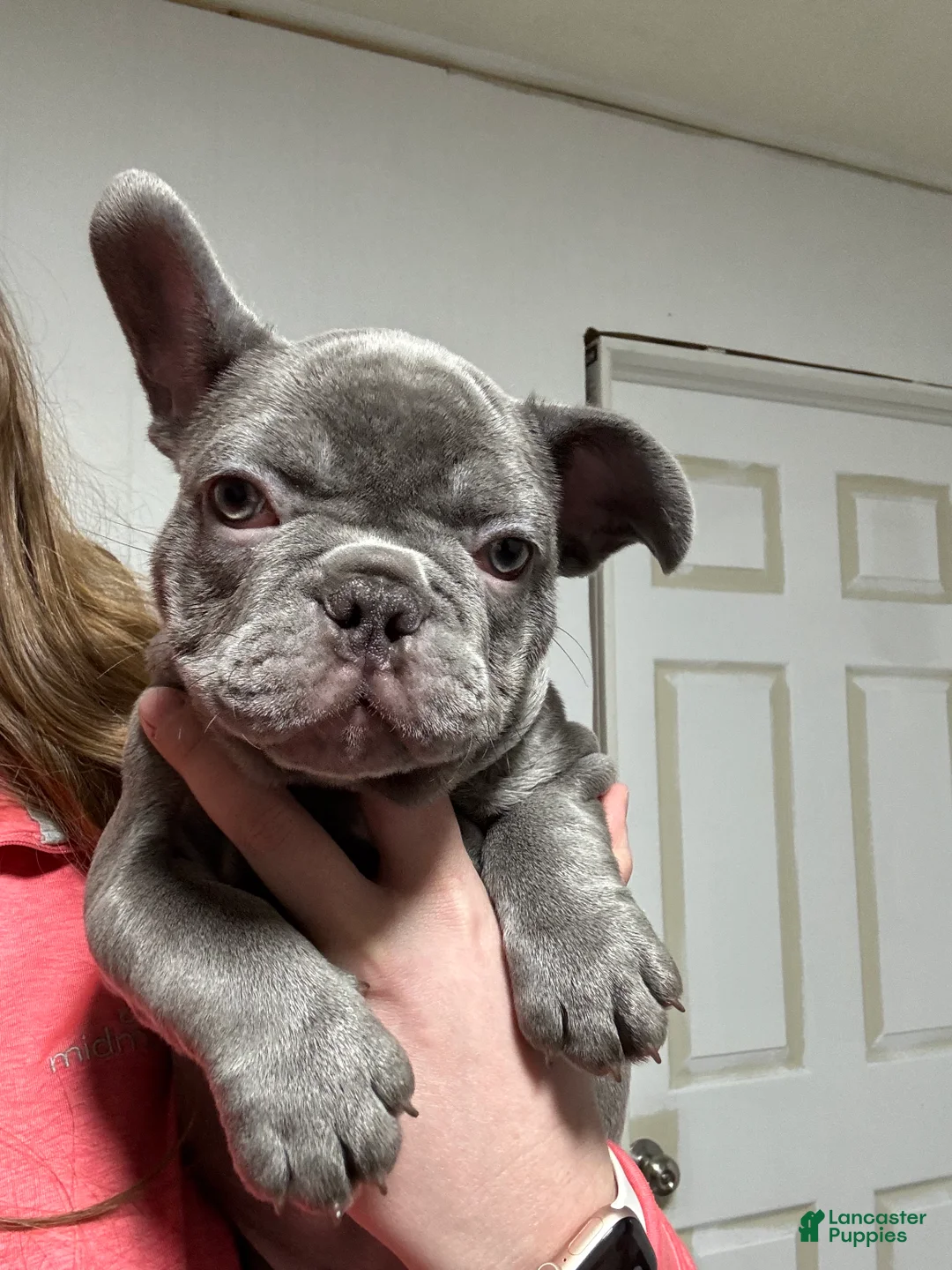 French Bulldog dogs for sale: Timmy - Ad 2