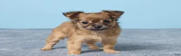 Chihuahua dogs for sale: Shelly - Ad 4
