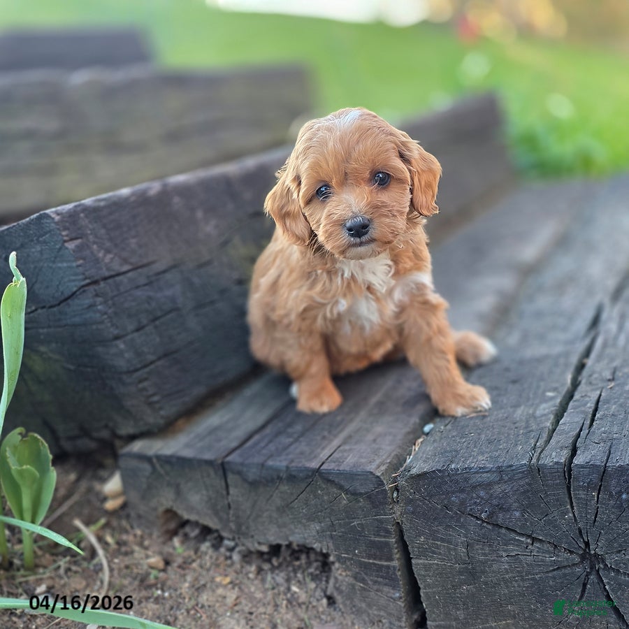 Mini Bernedoodle dogs Susan - Ad 1