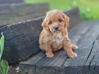 Mini Bernedoodle dogs for sale: Susan - Ad 3