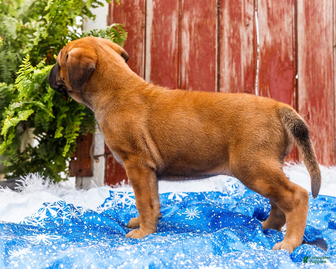 English Mastiff dogs for sale: Chloe - Ad 3