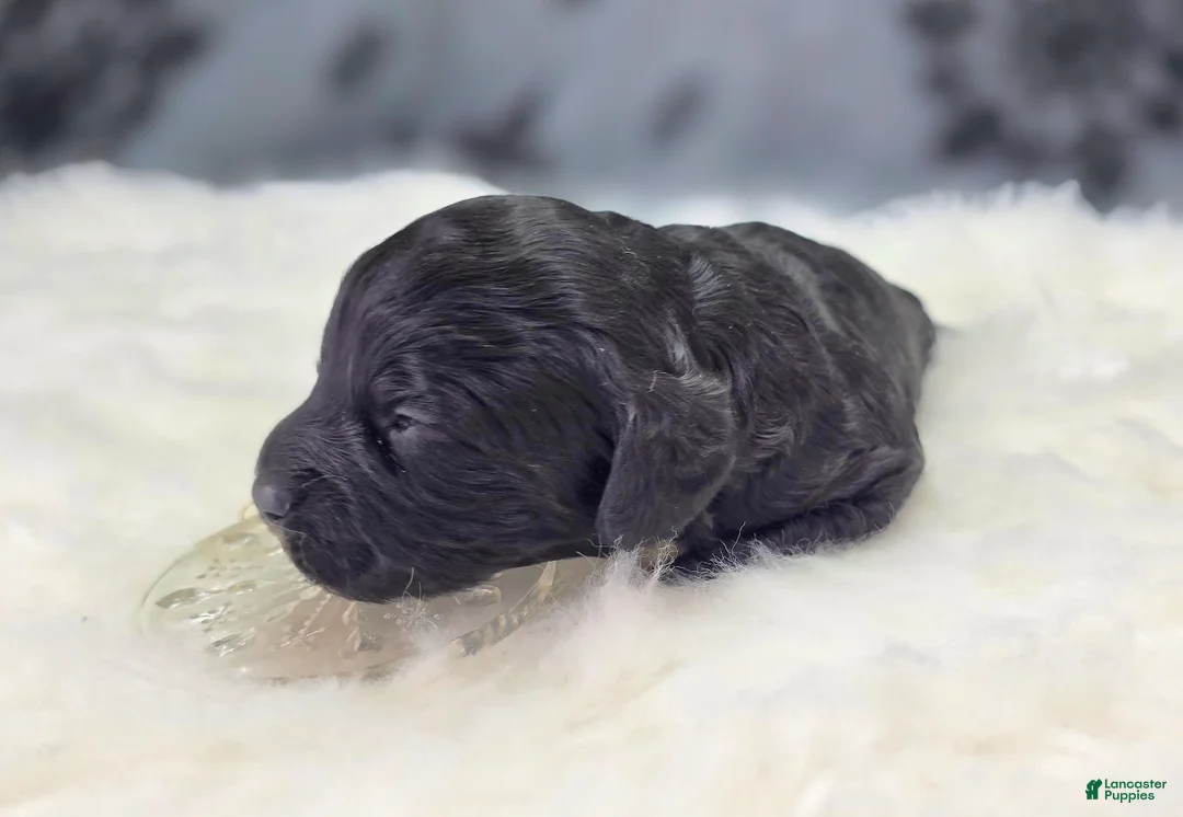 Cockapoo dogs for sale: Sirius - Ad 3