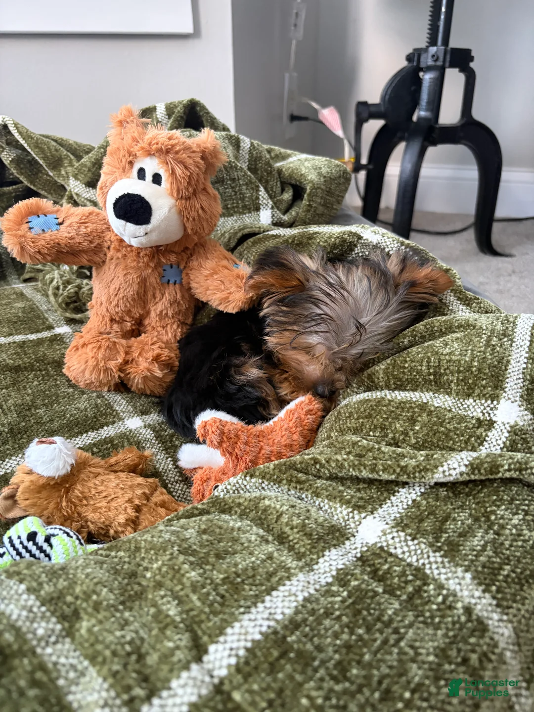 Yorkshire Terrier dogs for sale: Yorkshire Terrier 1 Navy Boy - Ad 8