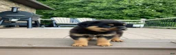 Rottweiler dogs for sale: Lulu - Ad 6