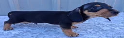 Miniature Dachshund dogs for sale: Axel - Ad 4