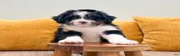 Mini Bernedoodle dogs for sale: Harrison - Ad 5