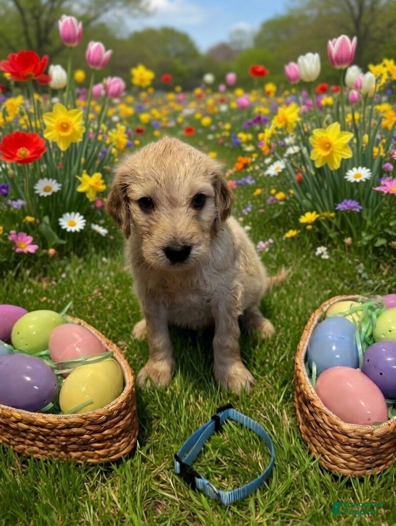 Goldendoodle dogs for sale: Goldendoodle Puppy 4 Lt blue - Ad 2