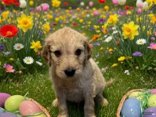 Goldendoodle dogs Goldendoodle Puppy 4 Lt blue - Ad 17