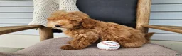 Mini Bernedoodle dogs for sale: Spencer - Ad 10