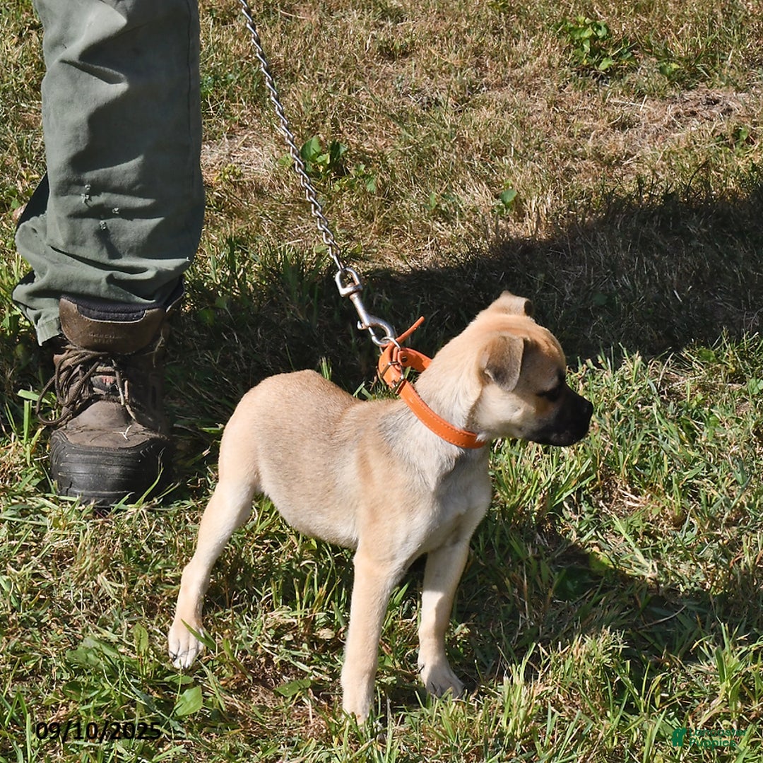 Mixed Breed dogs for sale: Bandit - Ad 4