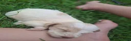 Labradoodle dogs for sale: Labradoodle 9 - Ad 8