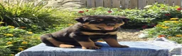 Rottweiler dogs for sale: Nova  - Ad 1