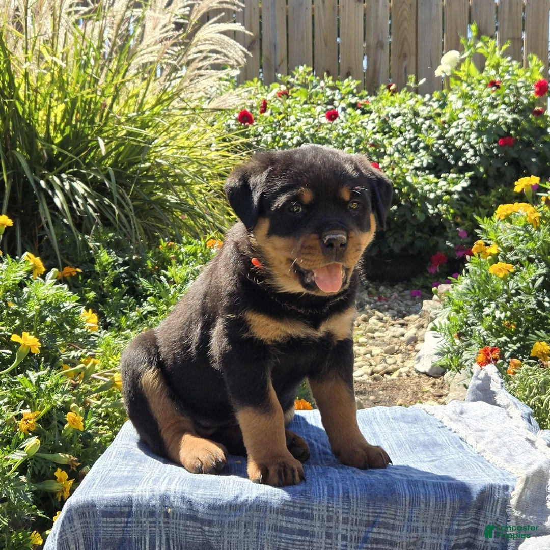 Rottweiler dogs for sale: Nova  - Ad 1