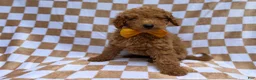 Miniature Poodle dogs for sale: Moose - Ad 7
