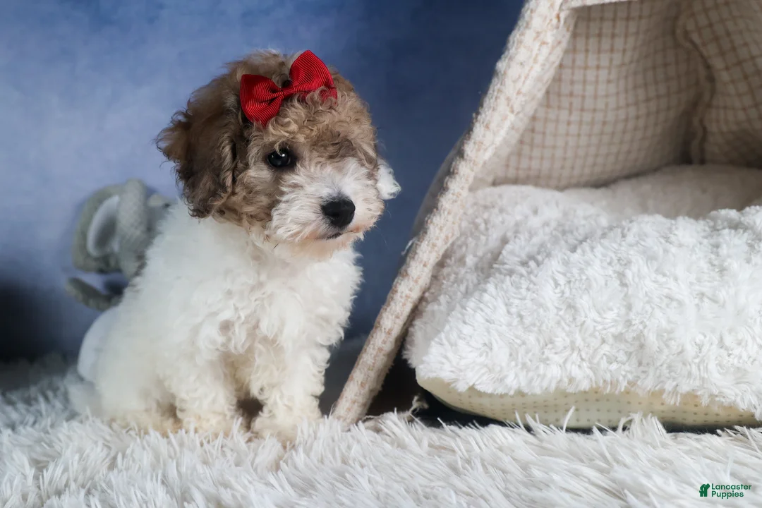 Bichpoo dogs for sale: Snickerdoodle - Ad 18
