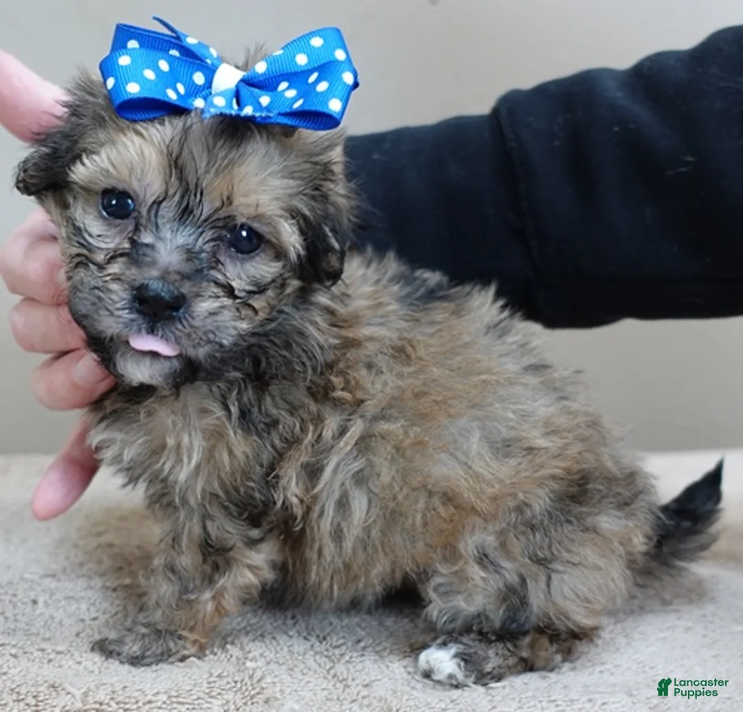 Maltipoo dogs for sale: River - Ad 9