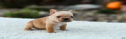 French Bulldog dogs for sale: Jack - Fawn Cream - Ad 7