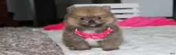 Pomeranian dogs for sale: Zara - Ad 8