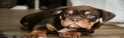 English Bulldog dogs for sale: Glamour - Ad 4