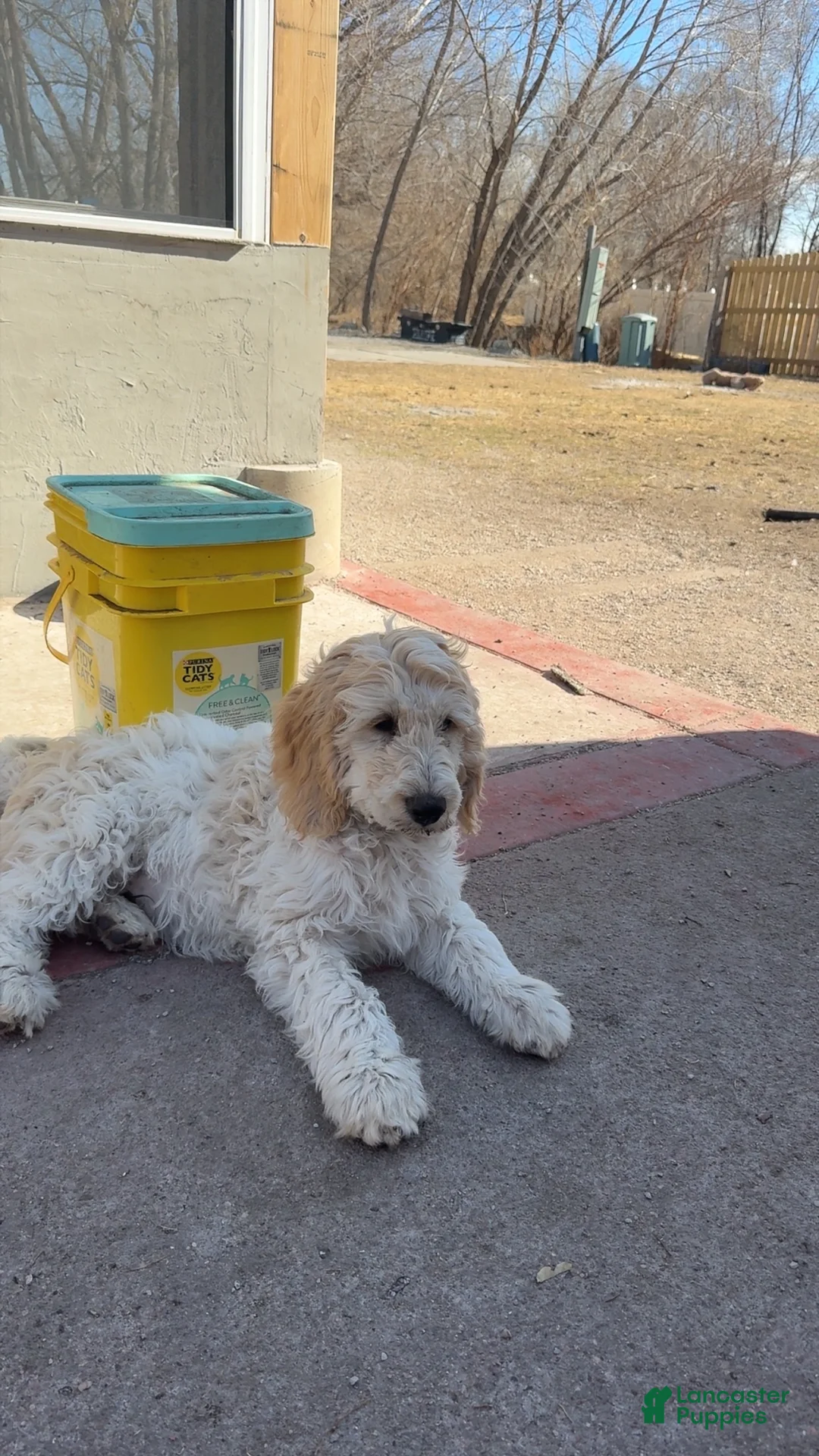 Goldendoodle dogs for sale: Lucas - Ad 3