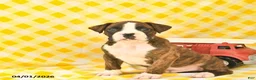 Boxer dogs for sale: Jeremy  - Ad 4