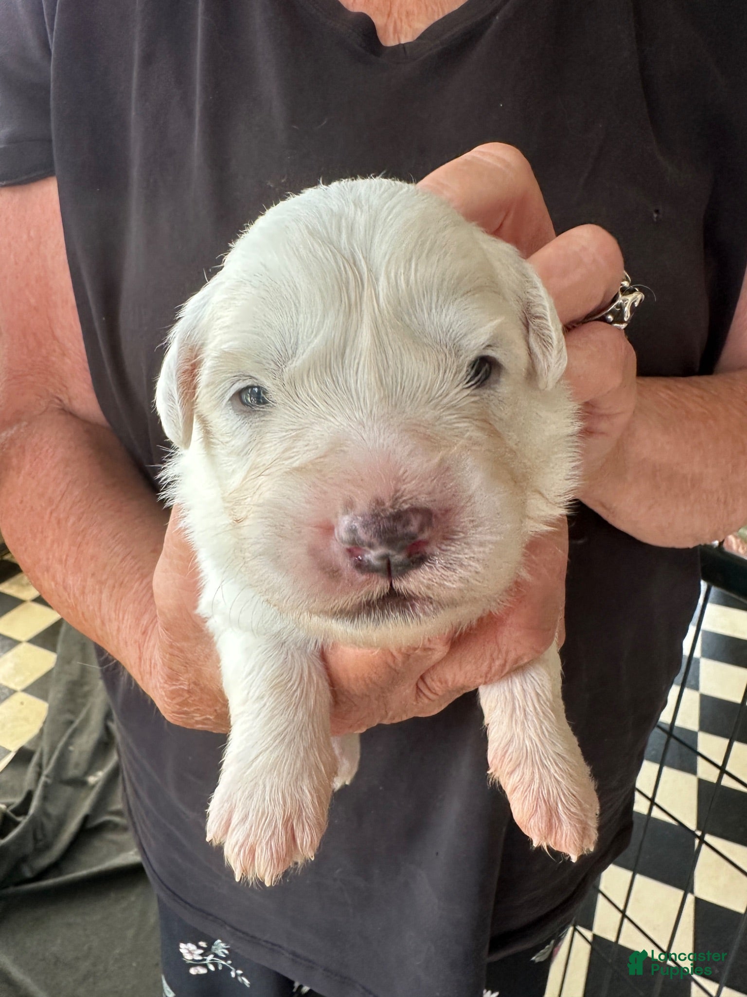 Great Pyrenees dogs Sage - Ad 2