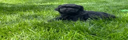 Miniature Poodle dogs for sale: Andrew Miniature Poodle Puppy  - Ad 9