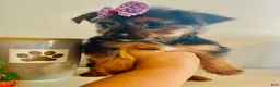 Yorkshire Terrier dogs for sale: Teacup candy - Ad 9