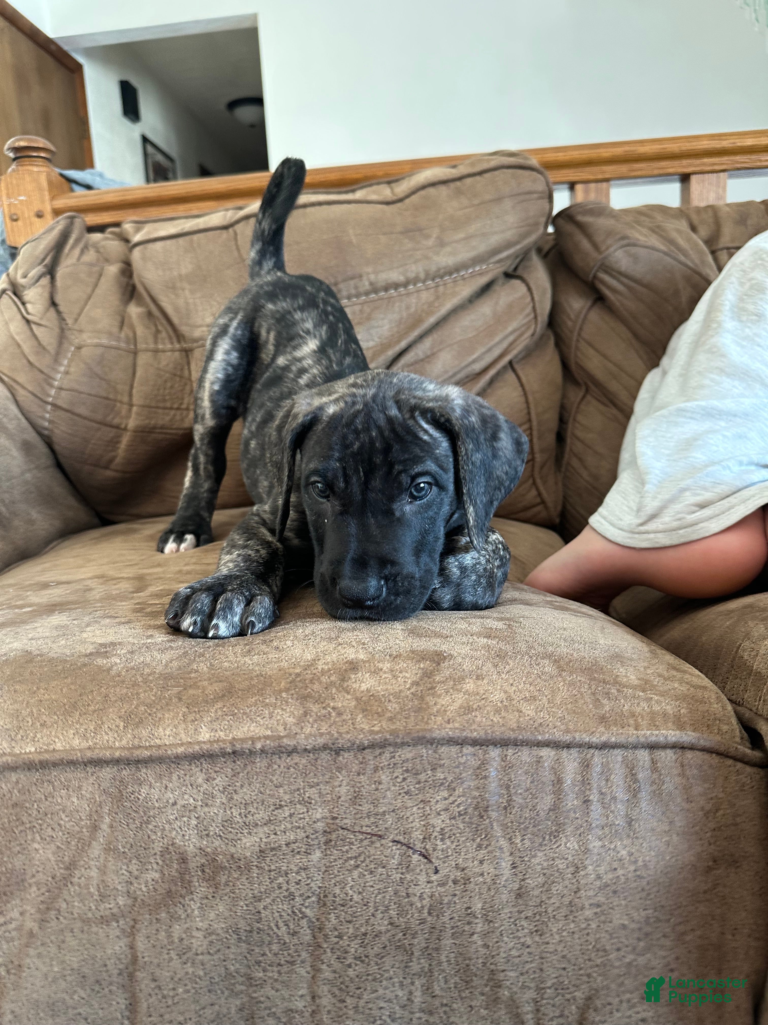 Mixed Breed dogs Mixed Breed Puppy 3 - Ad 31