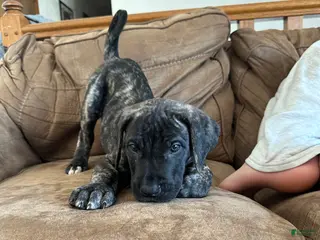 Mixed Breed dogs Mixed Breed Puppy 3 - Ad 31