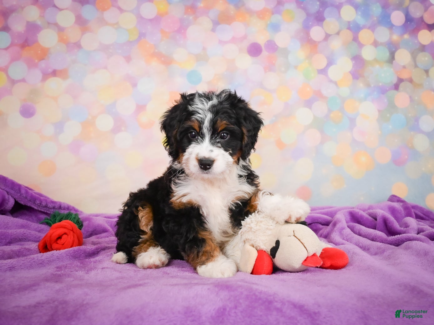 Mini Bernedoodle dogs Stella - Ad 1