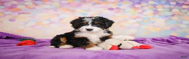 Stella