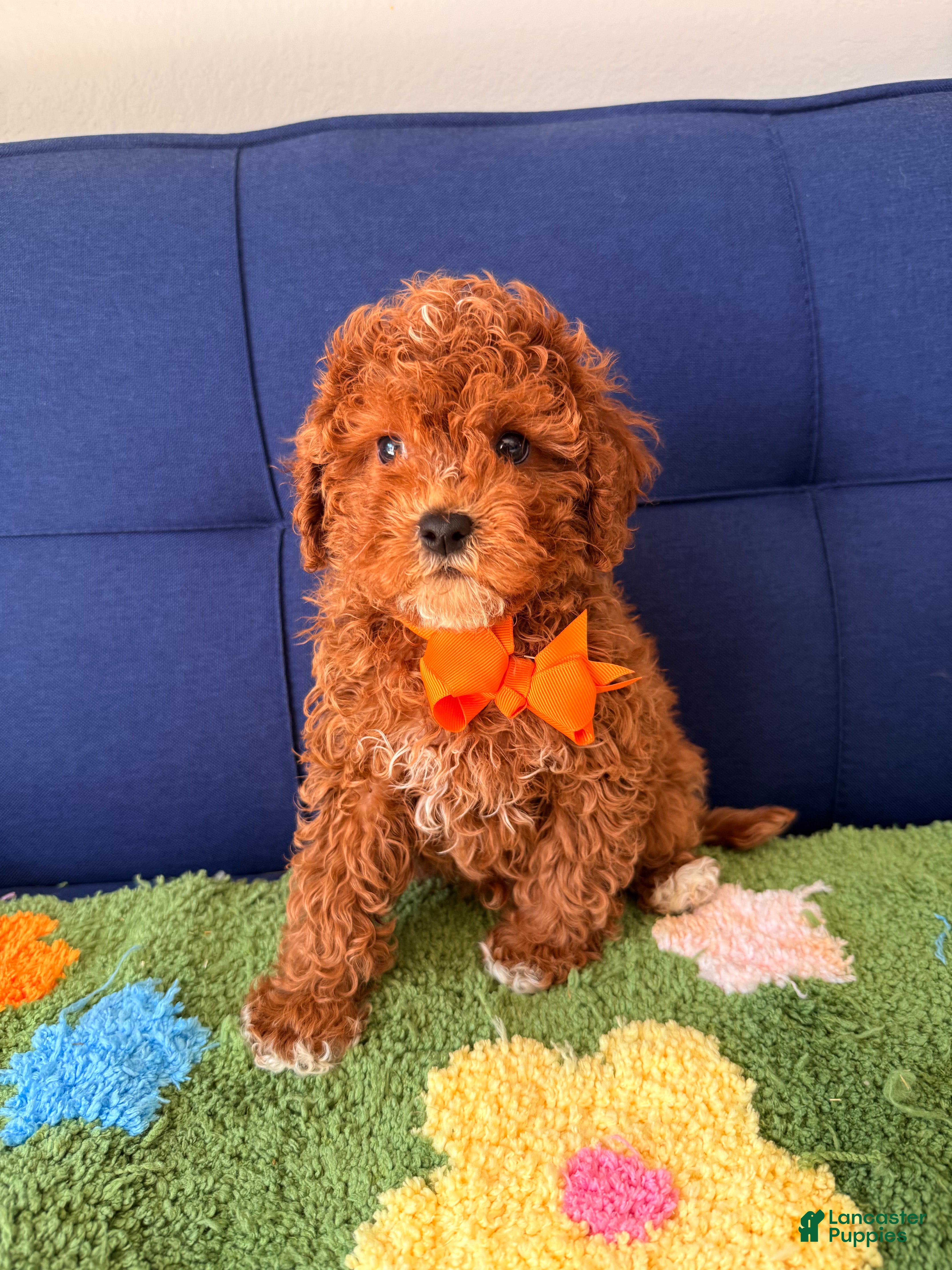 Cavapoo dogs teddy - Ad 1