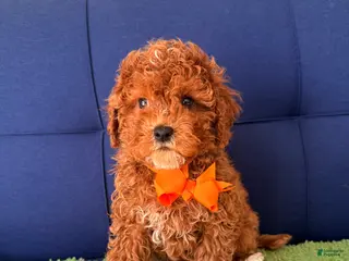 Cavapoo dogs for sale: teddy - Ad 1