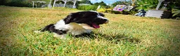 Havapoo dogs for sale: Kibbles - Ad 22