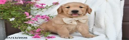 Golden Retriever dogs for sale: Champ - Ad 1