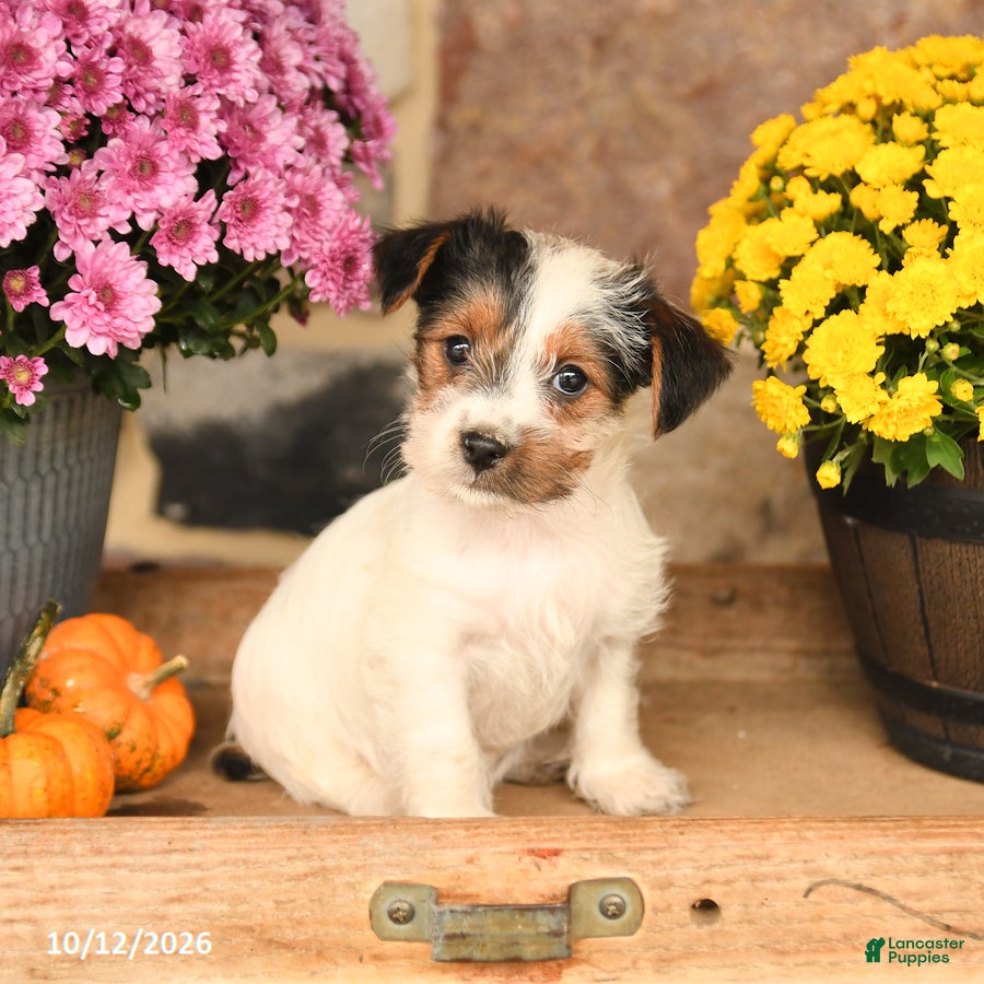 Shorkie dogs Abby - Ad 2