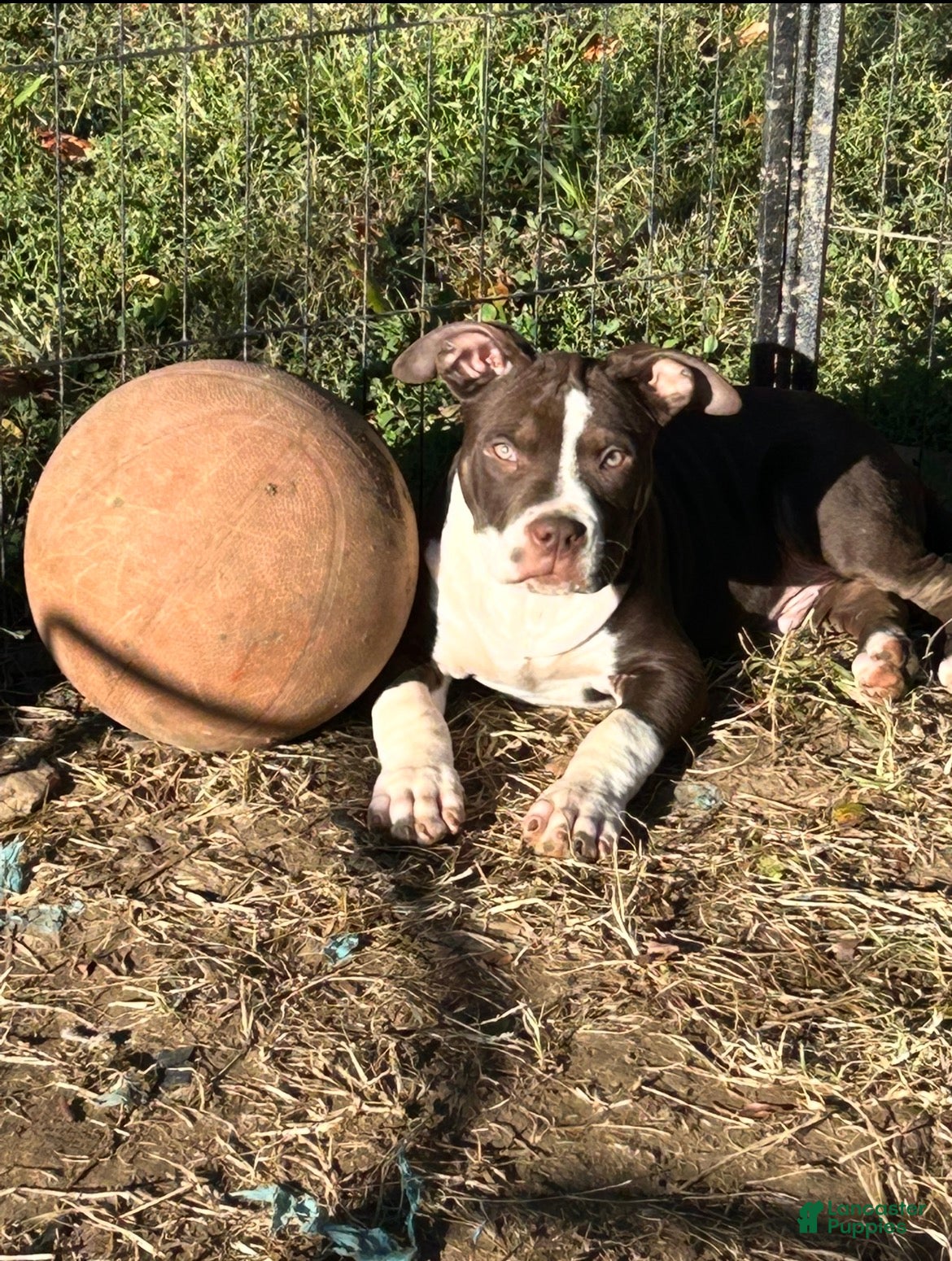 American Bully dogs for sale: Prince  - Ad 3