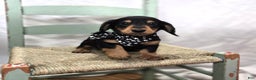Miniature Dachshund dogs for sale: Tinker - Ad 8