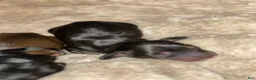 Miniature Dachshund dogs for sale: Miniature Dachshund Puppy 3 - Ad 2