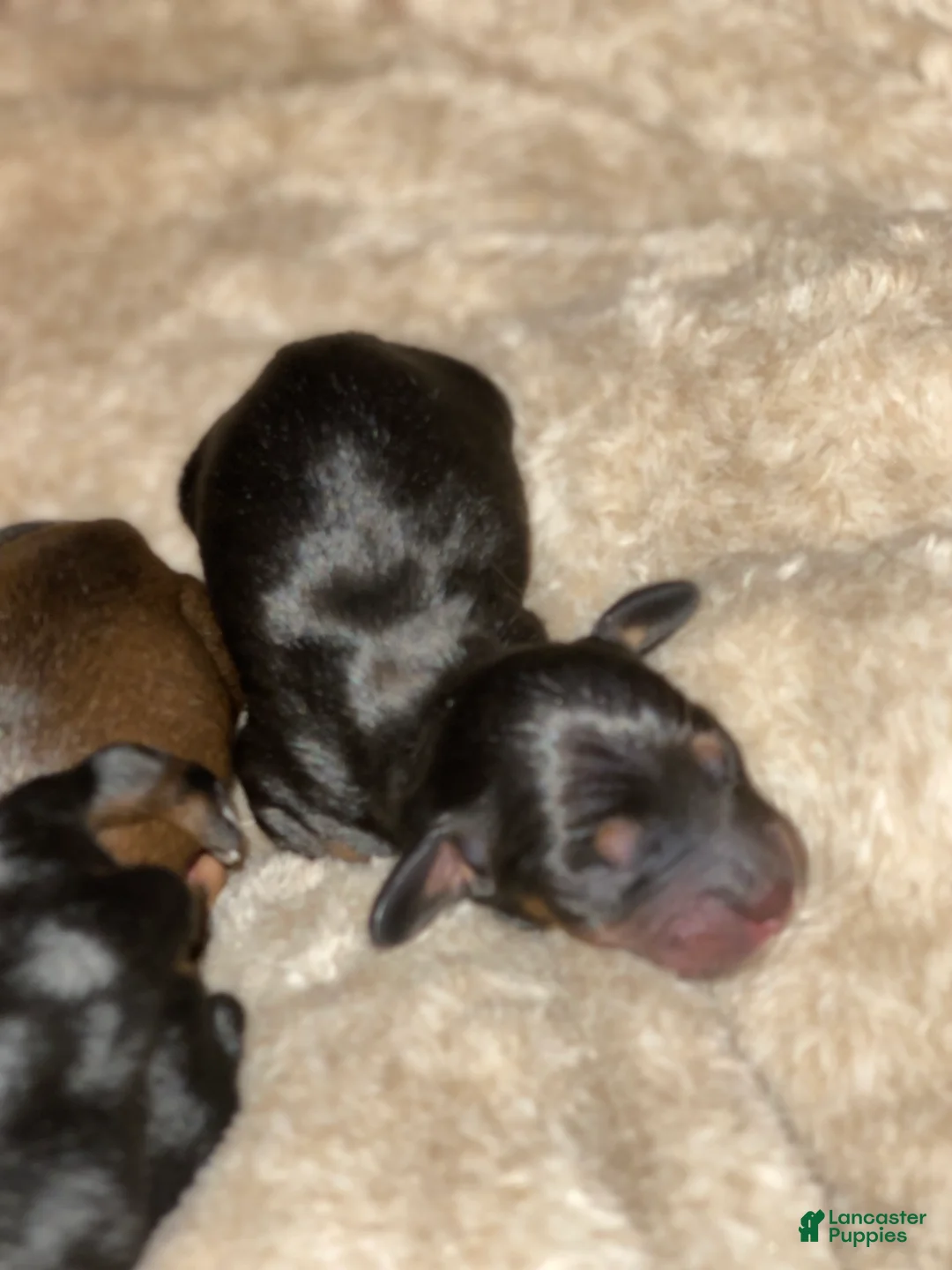 Miniature Dachshund dogs for sale: Miniature Dachshund Puppy 3 - Ad 2