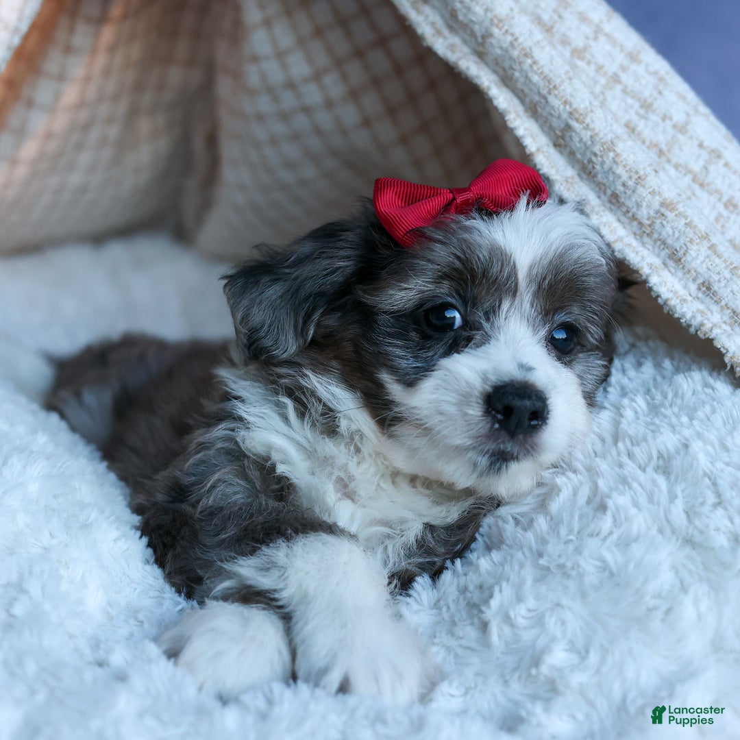 Mini Aussiedoodle dogs for sale: LEON - Ad 8