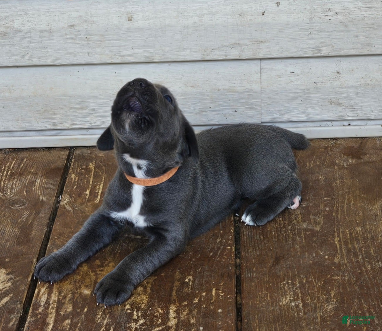Cane Corso dogs for sale: Cane Corso 2 - Ad 2