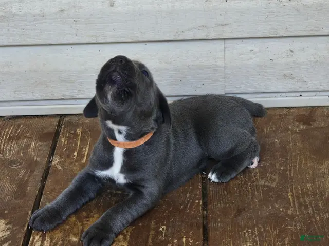 Cane Corso dogs for sale: Cane Corso 2 - Ad 2