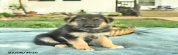 German Shepherd dogs for sale: Iris  - Ad 1